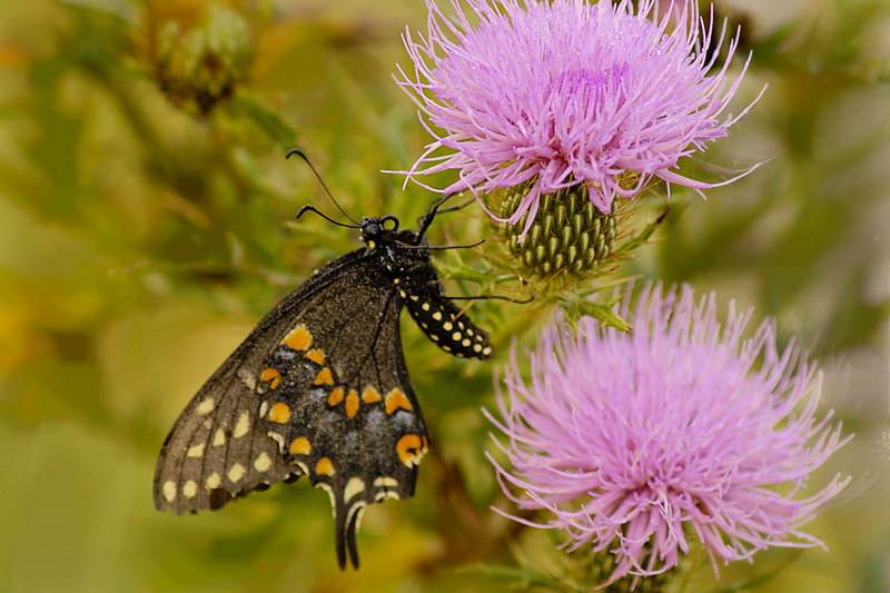 9/9/05 - BlackSwallowtail