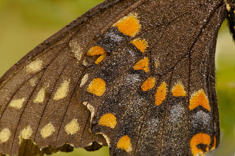 9/9/05 - BlackSwallowtail