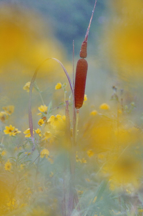 9/11/05 - Cattail &Tickseed Sunflowers
