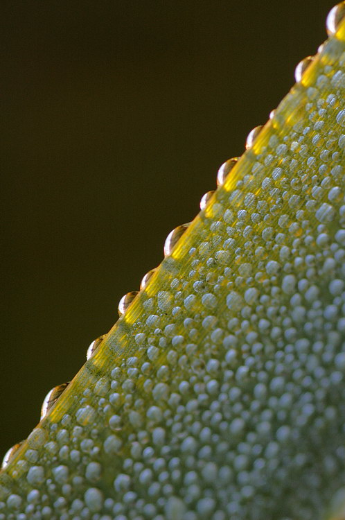 9/13/05 - Backlit Cattail