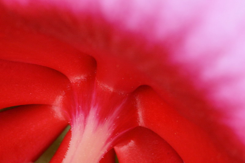 9/14/05 - Abstract in Red