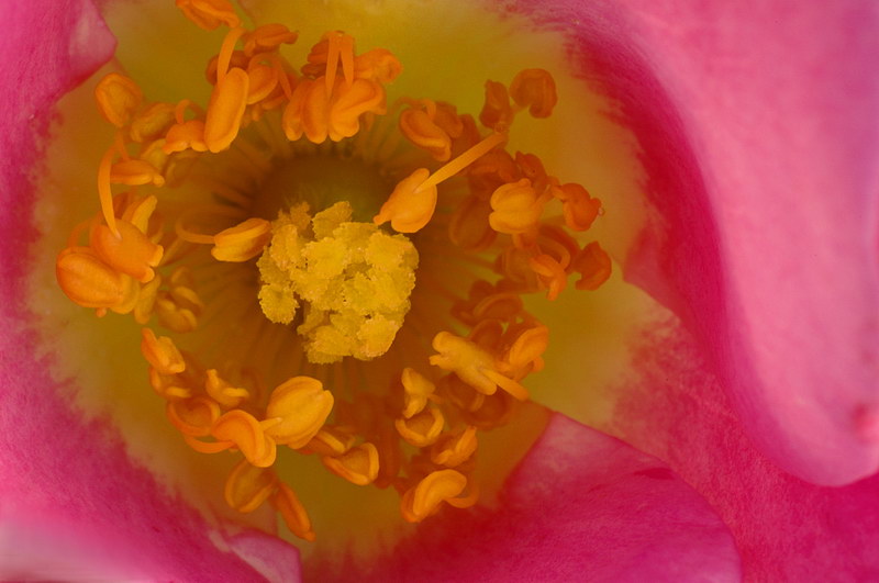 9/17/05 - A Rose by Any Other Name....
