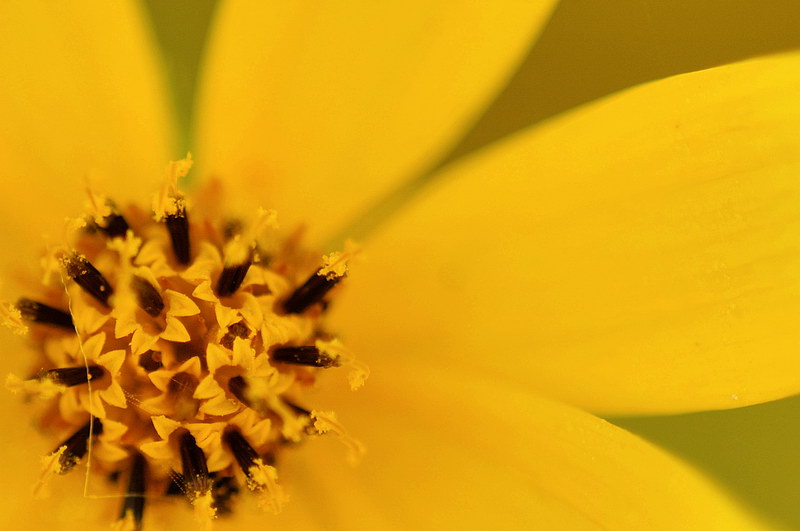 9/20/05 - Tickseed Sunflower Macro