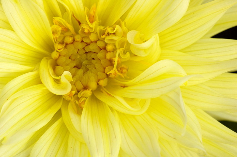 9/21/05 - Dahlia