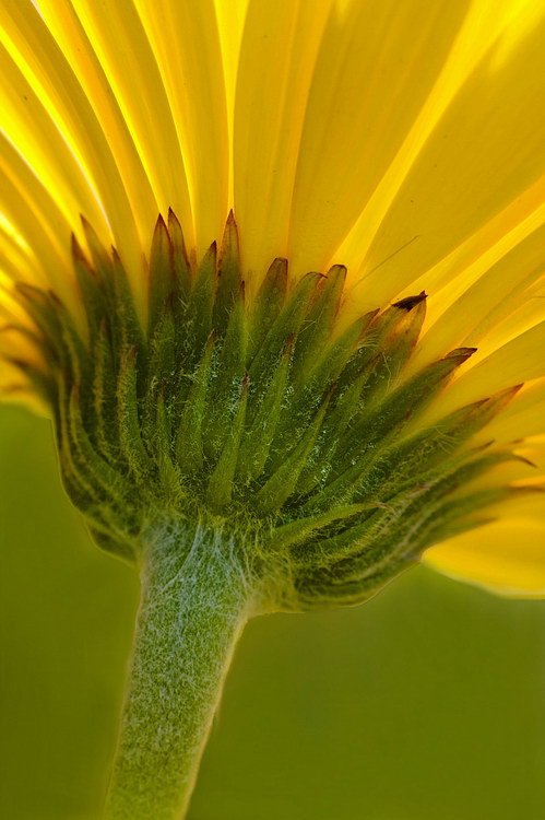 10/3/05 - Gerbera Daisy
