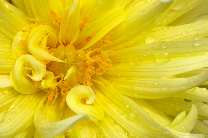 10/4/05 - Dahlia