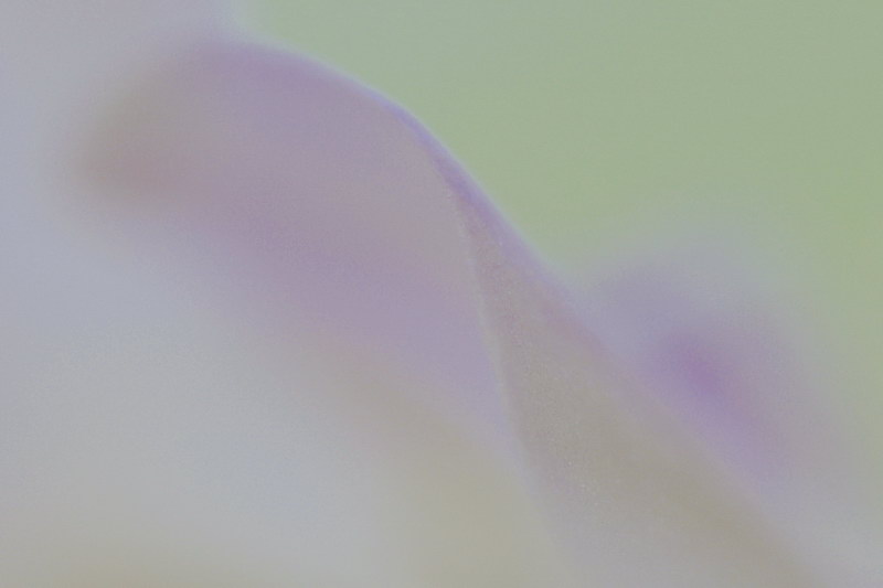 10/7/05 - Orchid Abstract