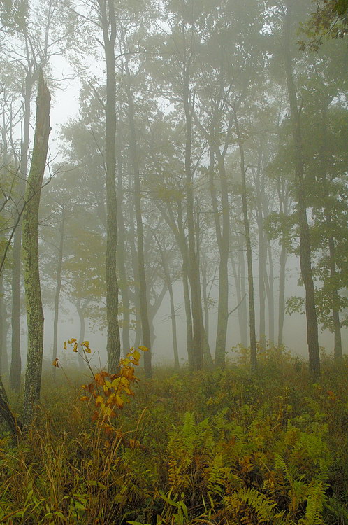 10/14/05 - Fog Bound
