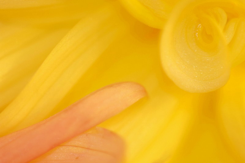 10/25/05 - Dahlia
