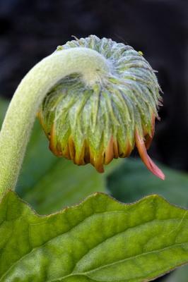 6/1/05 - Gerbera To be