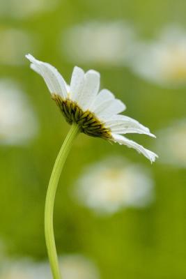 6/10/05 - Oxeye Daisy