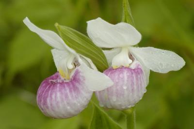 6/15/05 - Showy Lady Slippers