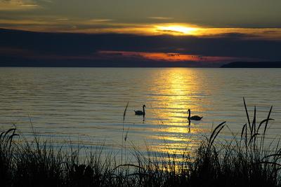 6/23/05 - Swan Sunset