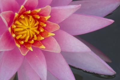 6/30/05 - Water Lily