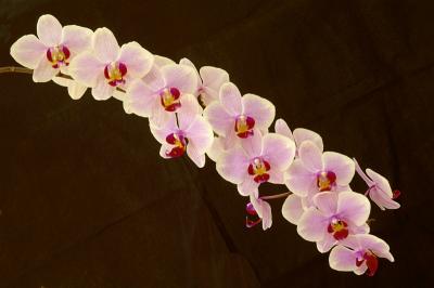 7/1/05 - Moth Orchid