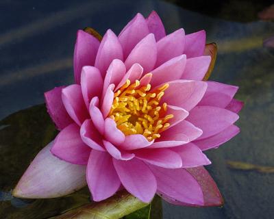 7/9/05 - Water Lily