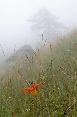 7/14/05 - Foggy Mountainside
