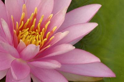 7/21/05 - Water Lily
