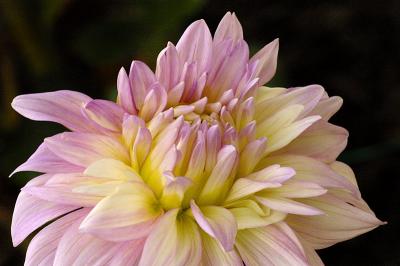 7/27/05 - Dahlia