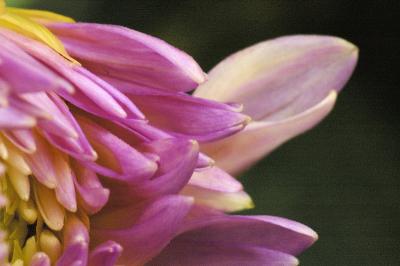 7/27/05 - Dahlia