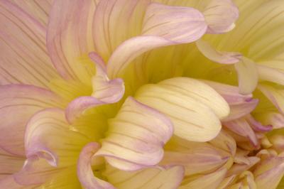 7/29/05 - Dahlia