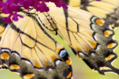 8/1/05 - Eastern Tiger Swallowtail