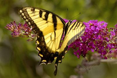 8/1/05 - Eastern Tiger Swallowtail
