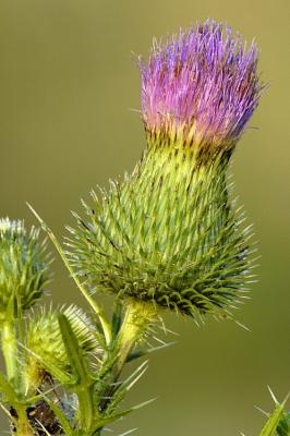 8/4/05 - Bull Thistle