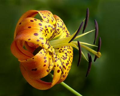 8/5/05 - Turk's-Cap Lily