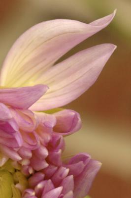 1. Sharp Flower - Background a bit busy