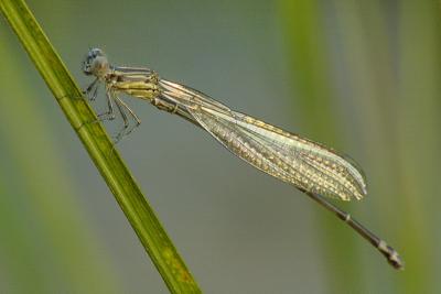 8/13/05 - Damsel Fly