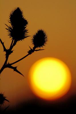 8/15/05 - Thistle Sunrise