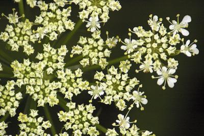 8/16/05 - Queen Anne's Lace
