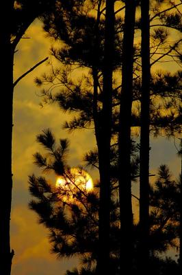 8/31/05 - Sunrise Through the Pines