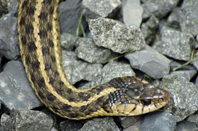 8/31/05 - Brown Snake (Storeria dekayi)