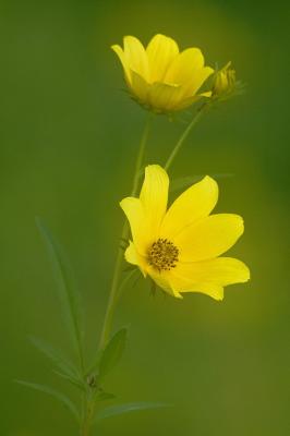9/1/05 - Tickseed Sunflower