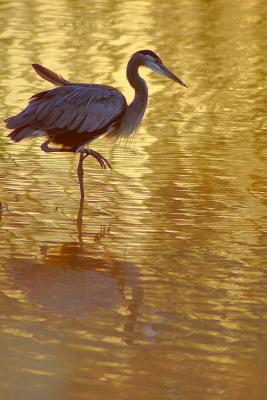 9/2/05 - Great Blue Heron At Sunrise