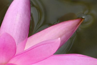 9/5/05 - Water and Water Lily
