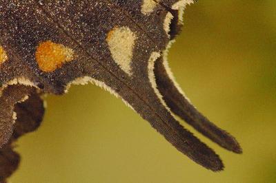 9/9/05 - BlackSwallowtail