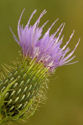 9/12/05 - Bull THistle