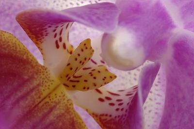 9/22/05 - Moth Orchid Macro