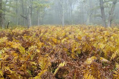 10/5/05 - Ferns in Misty Forest
