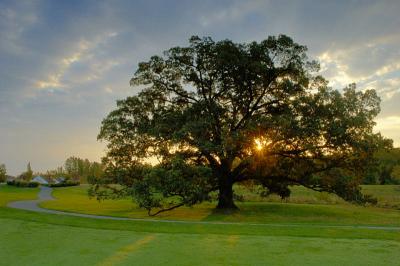 10/18/05 - Red Oak at Sunrise