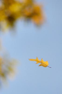 11/5/05 - Autumn Leaf