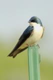 6/5/05 - Tree Swallow