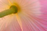 color - macro/closeup 14