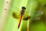 6/28/05 - Carolina Saddlebags