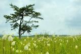 6/29/05 - Pine at Big Meadows