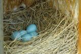 7/1/05 - Eastern Blue Bird Nest Box