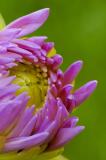 7/4/05 - Dahlia
